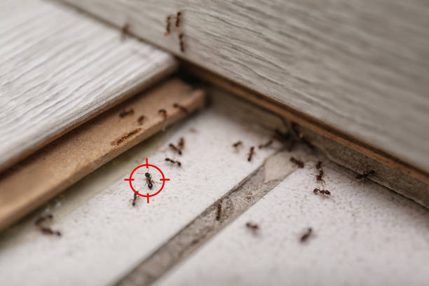  Moore, OK Pest Control Pros